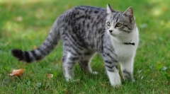 Вибрати кішку. Що потрібно знати, перш ніж купувати кішку